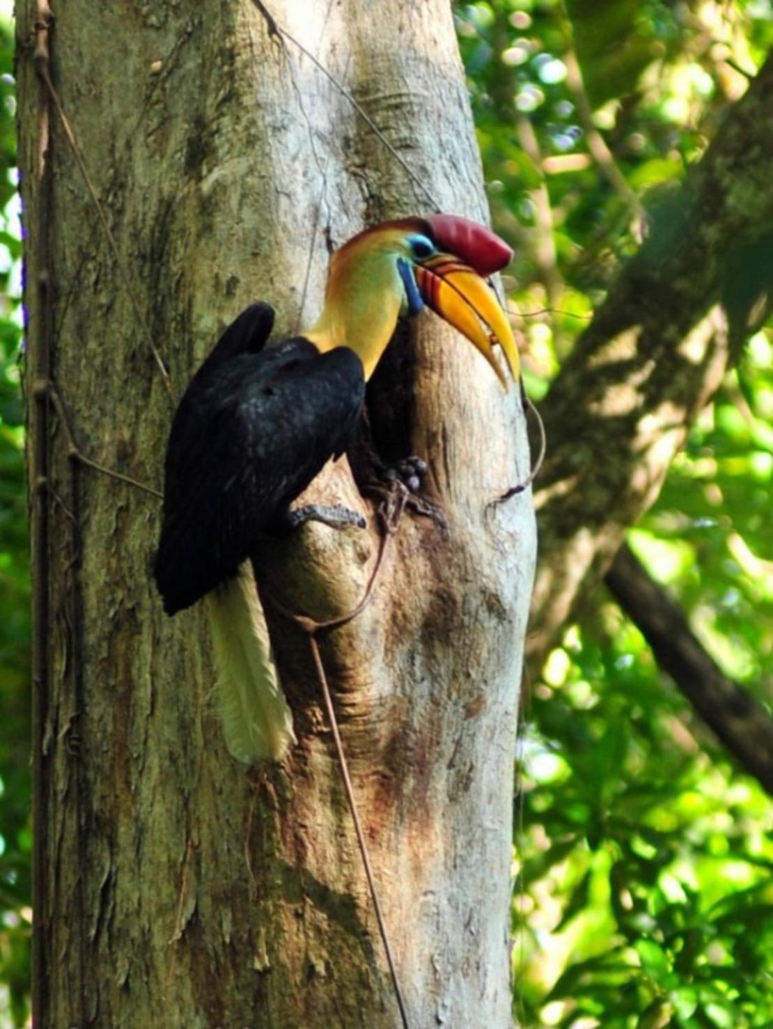 Готель Tangkoko Macaca Rinondoran Екстер'єр фото