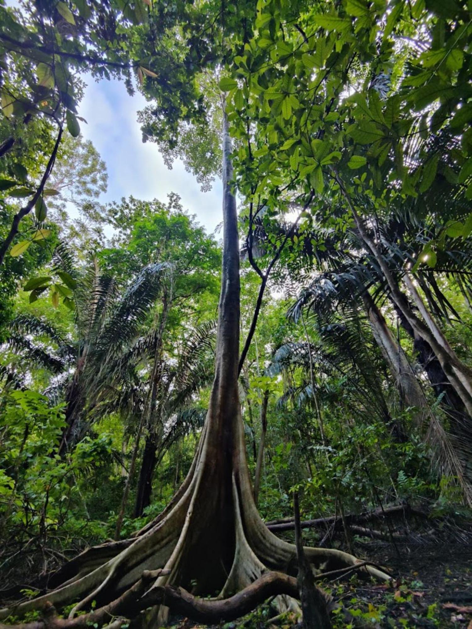 Готель Tangkoko Macaca Rinondoran Екстер'єр фото